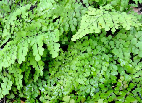 Adiantum venustum (p9)