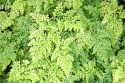 Adiantum venustum (p9)