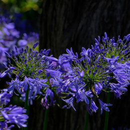 Agapant 'Purple Cloud'