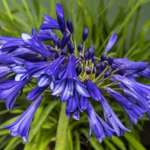 Agapant 'Purple Cloud'