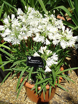 Agapant 'Double Diamond'