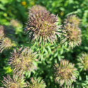 Aster ogrodowy - Aster 'Ann Leys'