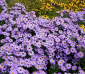 Aster krzaczasty- Aster dumosus ''Profesor Anton Kippenberg' (p9)