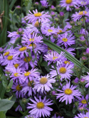 Aster krzaczasty- Aster dumosus ''Profesor Anton Kippenberg' (p9)