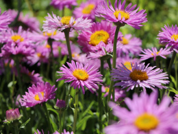 Aster alpejski- Aster alpinus 'Happy End'