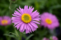 Aster alpejski- Aster alpinus 'Happy End'