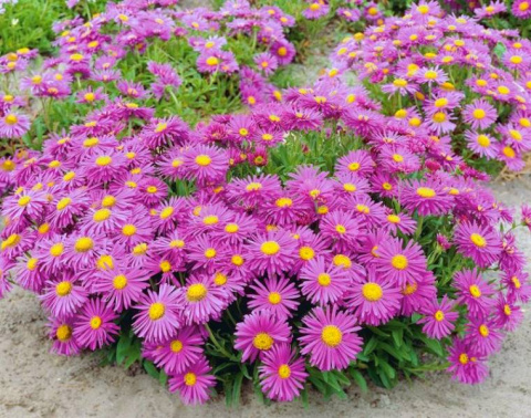 Aster alpejski- Aster alpinus 'Happy End'