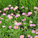 Aster alpejski- Aster alpinus 'Happy End'