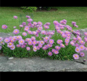 Aster alpejski- Aster alpinus 'Happy End'