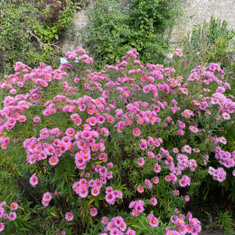 Aster nowo angielski- Aster novae-angliae 'Annabelle de Chazal'