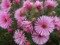 Aster nowo angielski- Aster novae-angliae 'Annabelle de Chazal'