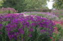 Aster nowo angielski- Aster novae-angliae 'Helen Picton' (p9)