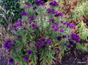 Aster nowo angielski- Aster novae-angliae 'Helen Picton' (p9)