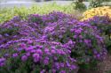 Aster nowo angielski- Aster novae-angliae 'Purple Dome'