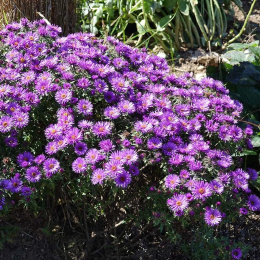 Aster nowo angielski- Aster novae-angliae 'Purple Dome'