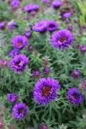 Aster nowo angielski- Aster novae-angliae 'Purple Dome'