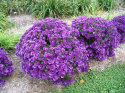 Aster nowo angielski- Aster novae-angliae 'Purple Dome'