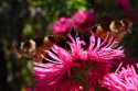 Aster nowo angielski- Aster novae-angliae 'Andenken am Alma Pötschke'