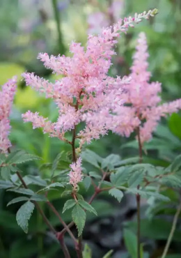 Tawułka Arendsa- Astilbe arendsii 'Anita Pfiefer'