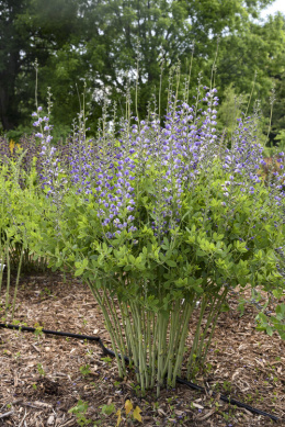 Baptysja 'Blue Bubbly'