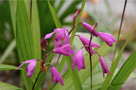 Bletilla pasiasta- Bletilla striata