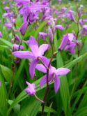 Bletilla pasiasta- Bletilla striata