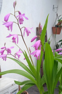 Bletilla pasiasta- Bletilla striata