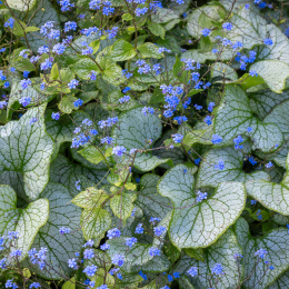 Brunnera 'Silver Spear'