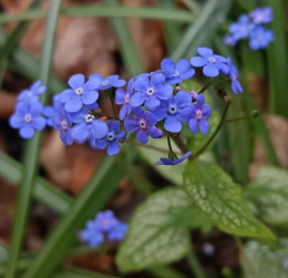 Brunnera 'Silver Spear'