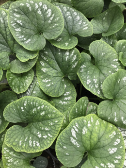 Brunnera 'White Zebra'