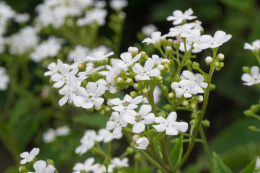 Brunnera 'White Zebra'