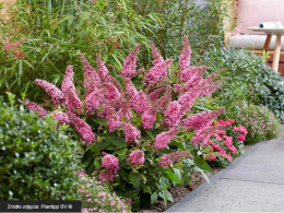 Buddleja 'Butterfly Candy Little Pink'