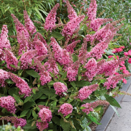 Buddleja 'Butterfly Candy Little Pink'