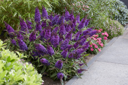 Buddleja 'Butterfly Candy Little Purple'