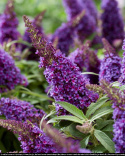 Buddleja 'Butterfly Candy Little Purple'