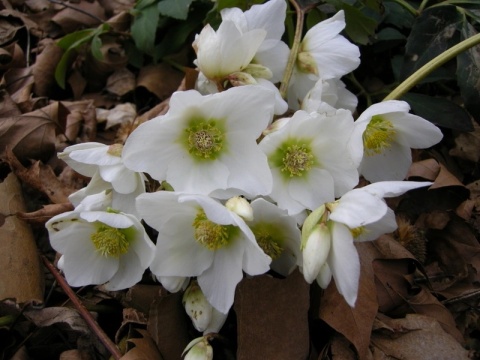 Ciemiernik- Helleborus niger 'Praecox'