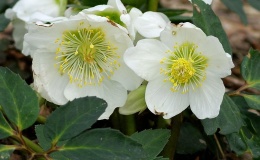 Ciemiernik- Helleborus niger 'Praecox'