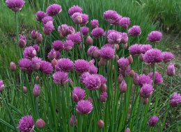 Czosnek szczypiorek 'Curly Mauve'