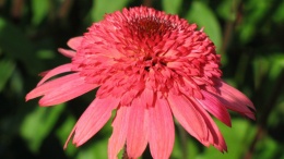 Jeżówka- Echinacea 'Raspberry Truffle' (W)