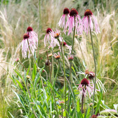 Jeżówka blada- echinacea pallida (p9)