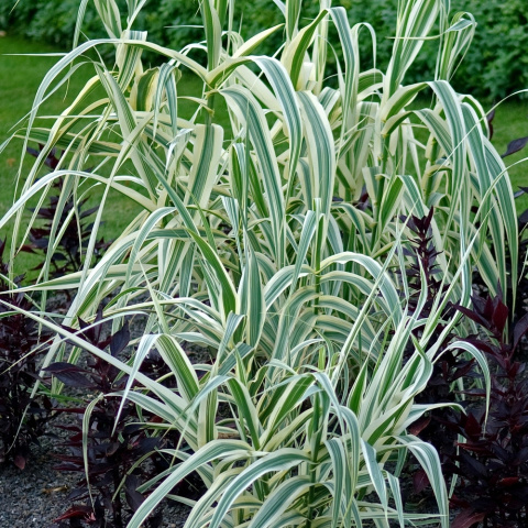 Lasecznica trzcinowata- Arundo donax 'Ely'