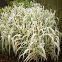 Lasecznica trzcinowata- Arundo donax 'Ely'