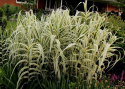 Lasecznica trzcinowata- Arundo donax 'Ely'