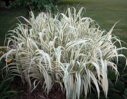 Lasecznica trzcinowata- Arundo donax 'Variegata' (p11)