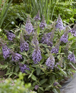 Buddleja 'Butterfly Candy Little Lila'