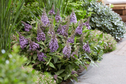 Buddleja 'Butterfly Candy Little Lila'