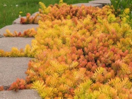 Rozchodnik- Sedum reflexum 'Angelina'