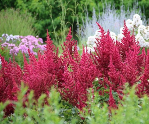 Tawułka chińska- Astilbe chinensis 'Cardinal'