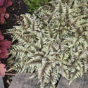Wietlica japońska odmiana barwna -Athyrium niponicum var. pictum