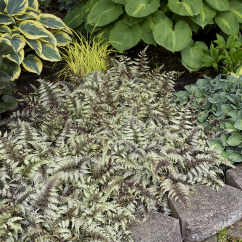 Wietlica japońska odmiana barwna -Athyrium niponicum var. pictum Wietlica japońska odmiana barwna -Athyrium niponicum var. pictum